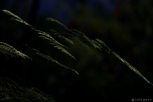 《小品》刘 波2020年11月拍摄于阜阳，晨光初现，洒在绿色的植被上，形成数条光线。IMG 6665