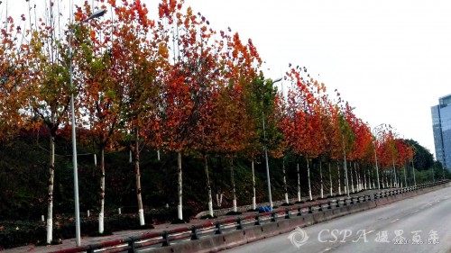 _202012081603337.jpg