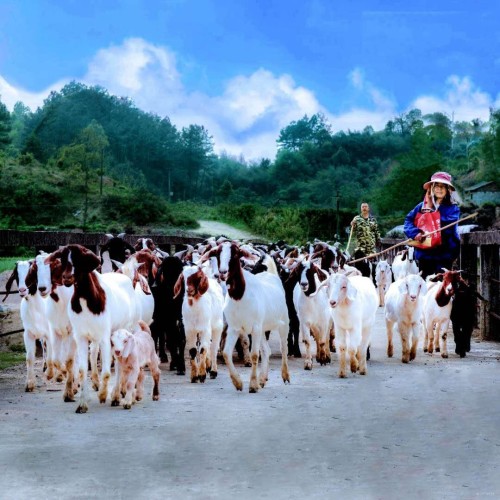 28陈迎社—牧羊夫妻