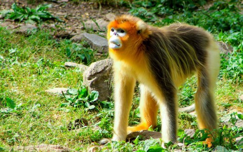 18白浪英《金丝猴》——大秦岭自然保护区