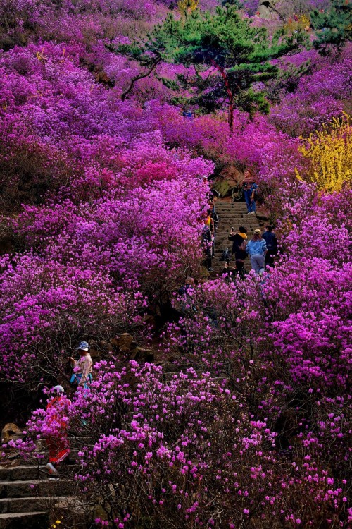 孙彦光 杜鹃花海