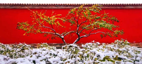 江孟中 京城初雪 雪里红