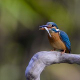 IMG_2205