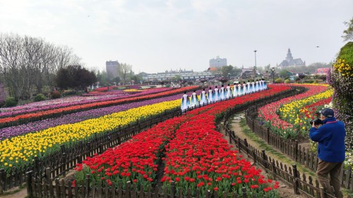 孙丽萍 花海迎佳人