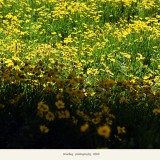 _DSC0268-1b29789c413d0fb2