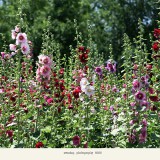 _DSC0274-