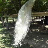 _DSC0346-