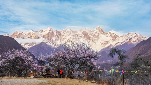 《粉樱偎雪，旅人醉梦此间》