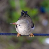 IMG_3481