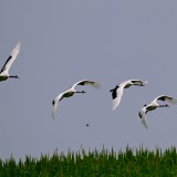 WLG_0632