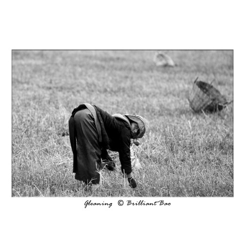 Gleaning.jpg