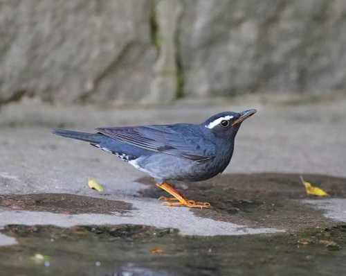 白眉地鸫